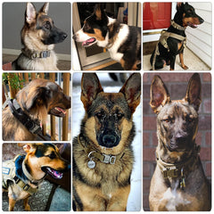 Jeeper's Keepers Heavy-Duty Dog Collar - Durable Nylon, Quick-Release Buckle